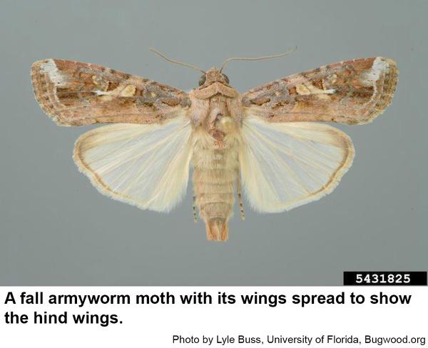 hind wings of fall armyworm moth